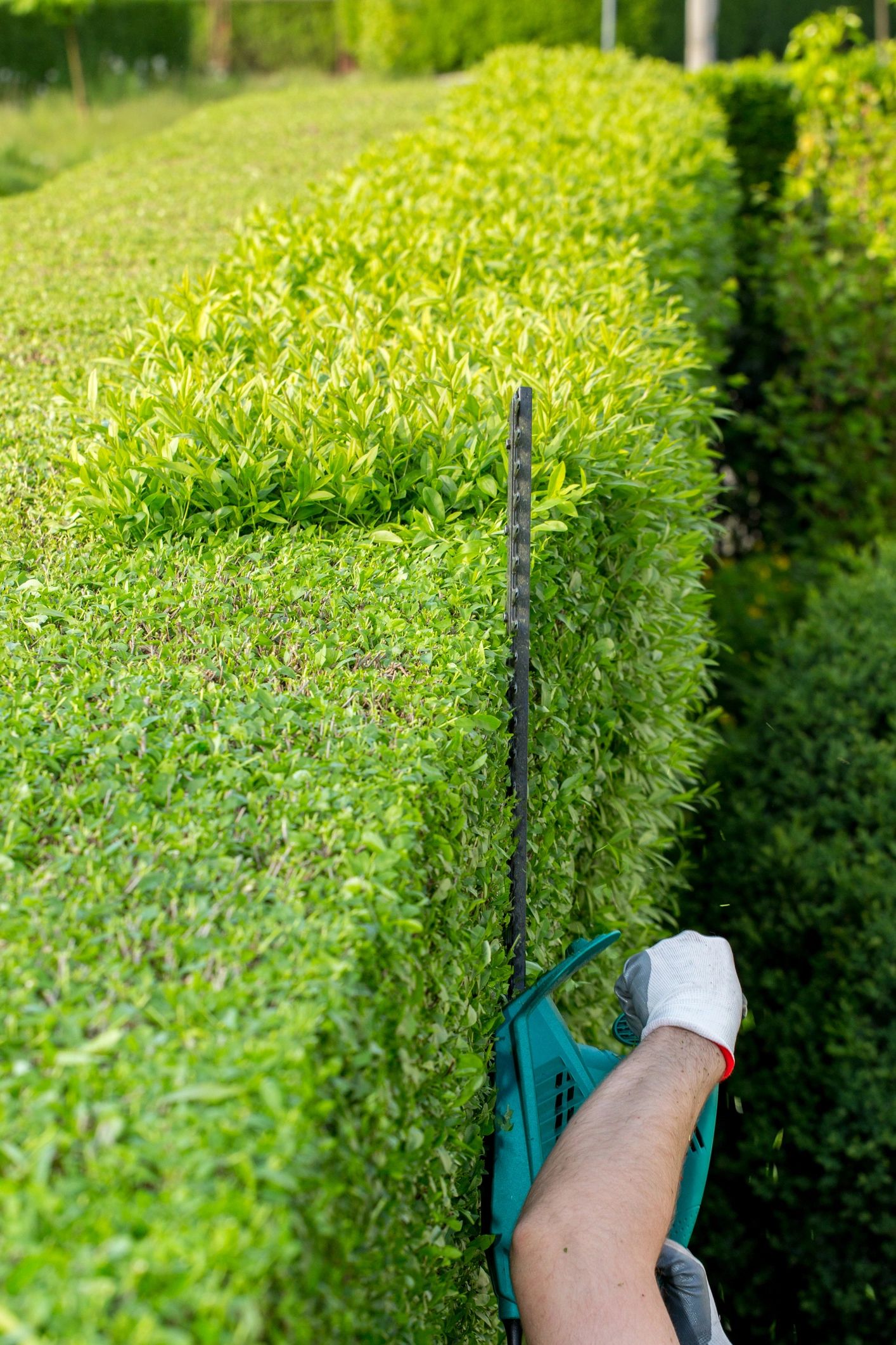 Professional shrub pruning