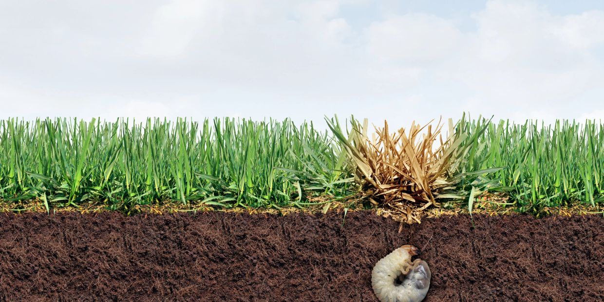 Landscape design and installation