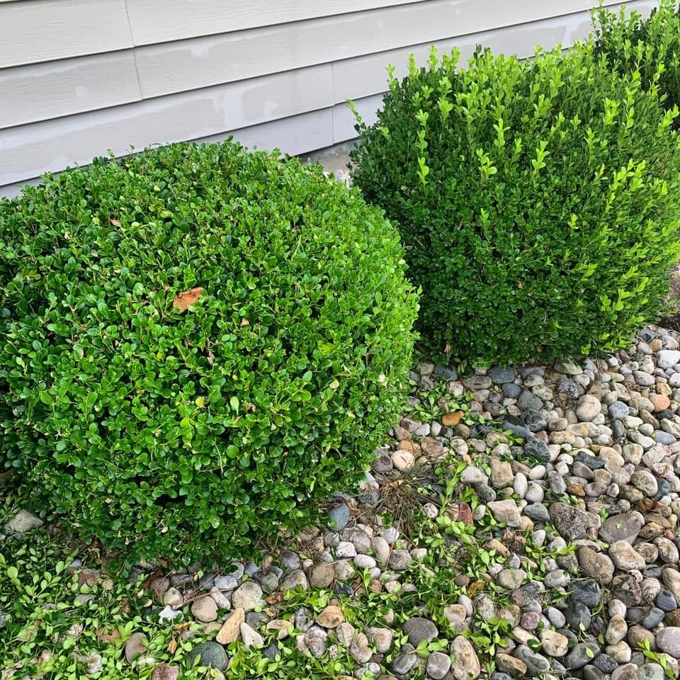 Tree pruning yard