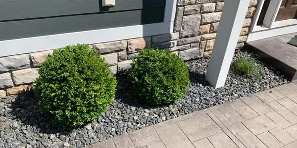 Shrub foundation planting