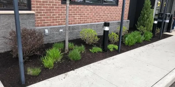 Shrub and perennial planting